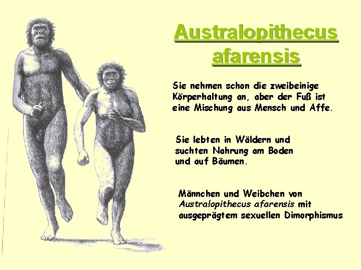 Australopithecus afarensis Sie nehmen schon die zweibeinige Körperhaltung an, aber der Fuß ist eine