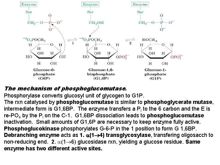 The mechanism of phosphoglucomutase. Phosphorylase converts glucosyl unit of glycogen to G 1 P.