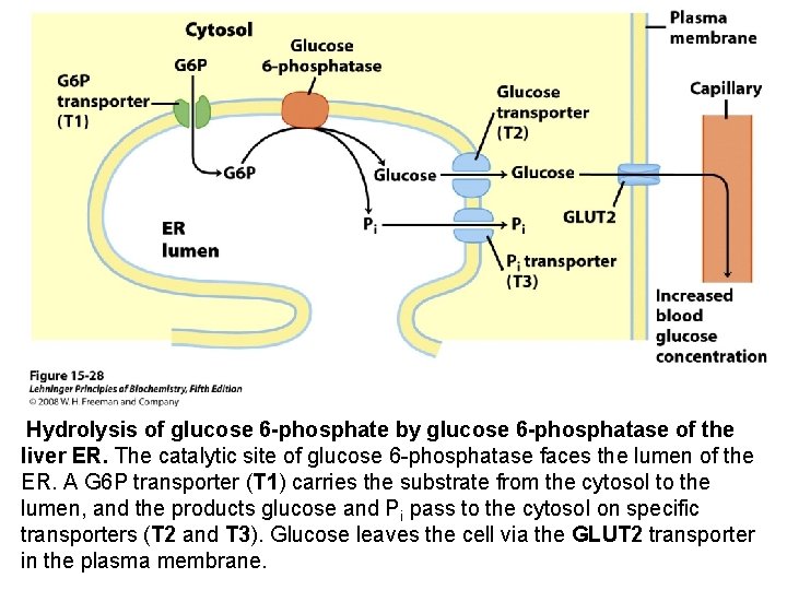 Hydrolysis of glucose 6 -phosphate by glucose 6 -phosphatase of the liver ER. The