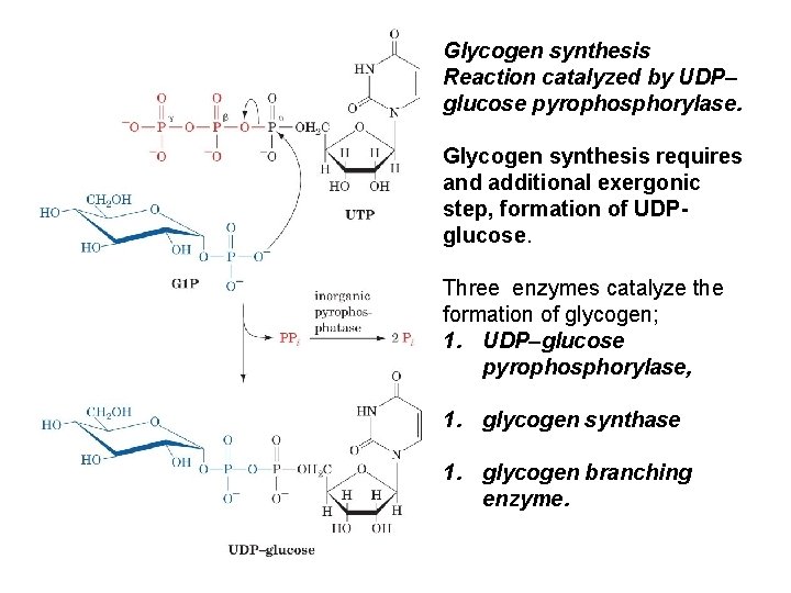 Glycogen synthesis Reaction catalyzed by UDP– glucose pyrophosphorylase. Glycogen synthesis requires and additional exergonic