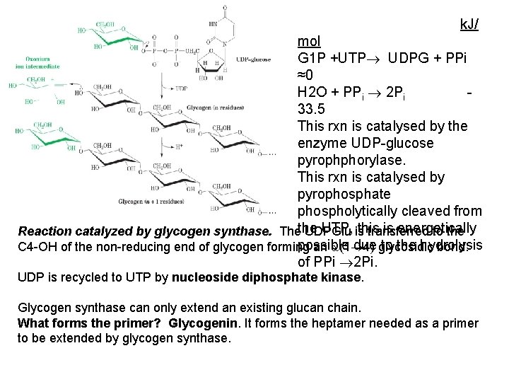 k. J/ mol G 1 P +UTP UDPG + PPi ≈0 H 2 O