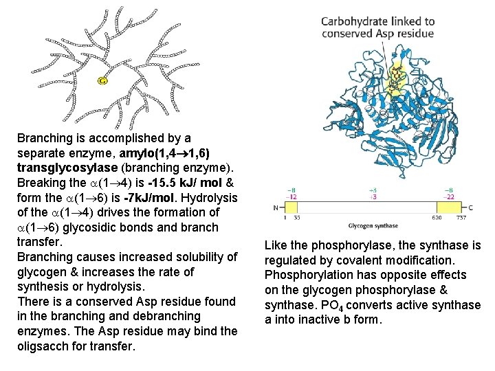 Branching is accomplished by a separate enzyme, amylo(1, 4 1, 6) transglycosylase (branching enzyme).