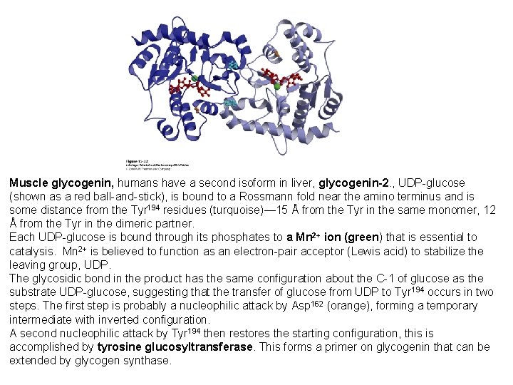 Muscle glycogenin, humans have a second isoform in liver, glycogenin-2. , UDP-glucose (shown as