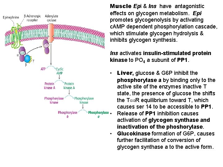 Muscle Epi & Ins have antagonistic effects on glycogen metabolism. Epi promotes glycogenolysis by