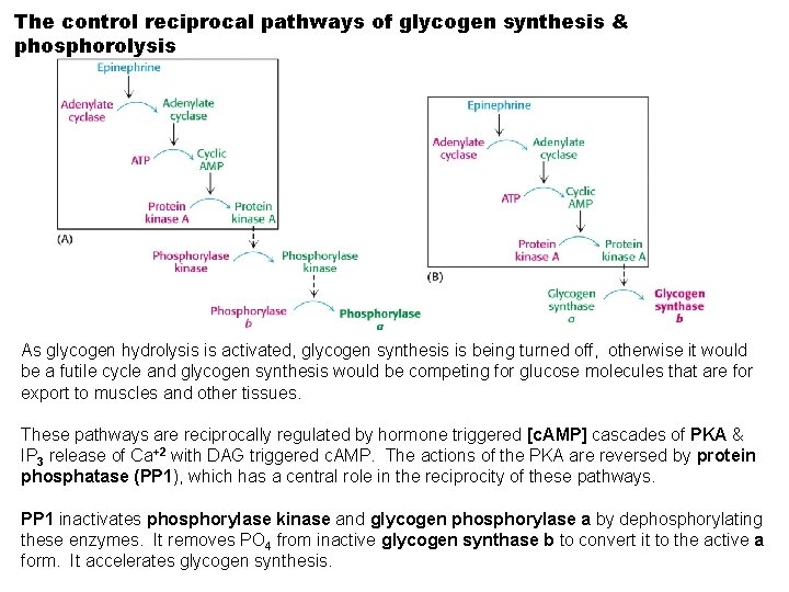 The control reciprocal pathways of glycogen synthesis & phosphorolysis As glycogen hydrolysis is activated,