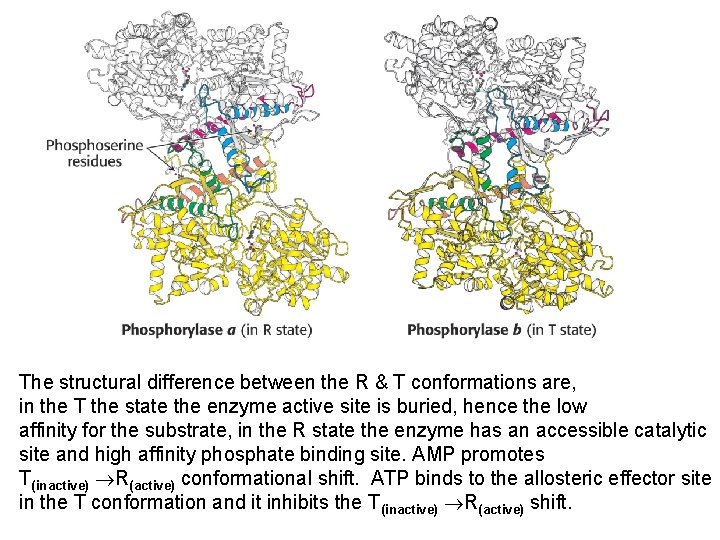 The structural difference between the R & T conformations are, in the T the