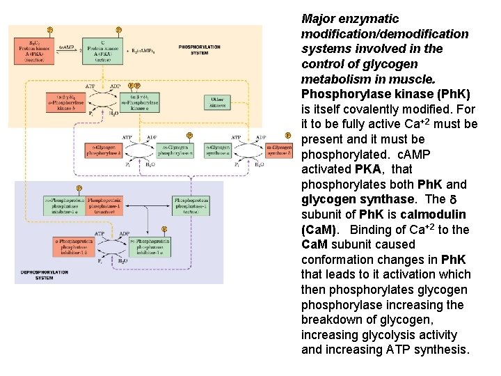 Major enzymatic modification/demodification systems involved in the control of glycogen metabolism in muscle. Phosphorylase