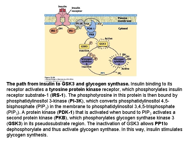 The path from insulin to GSK 3 and glycogen synthase. Insulin binding to its