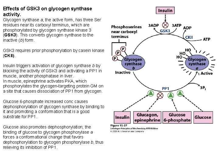 Effects of GSK 3 on glycogen synthase activity. Glycogen synthase a, the active form,