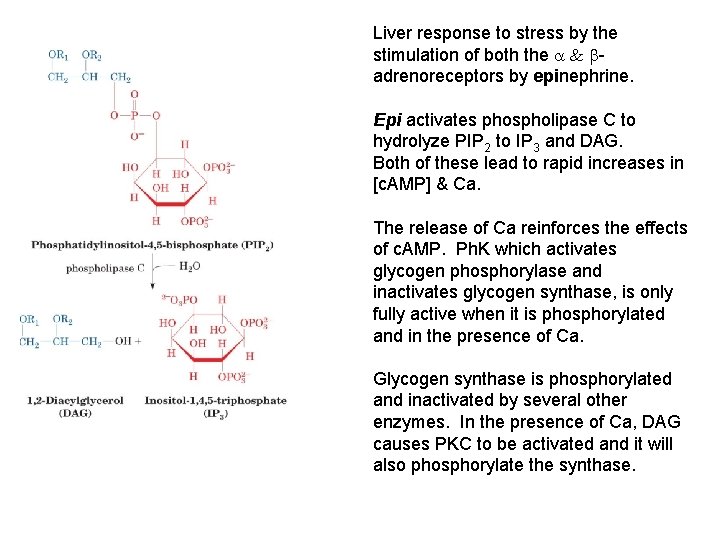 Liver response to stress by the stimulation of both the adrenoreceptors by epinephrine. Epi