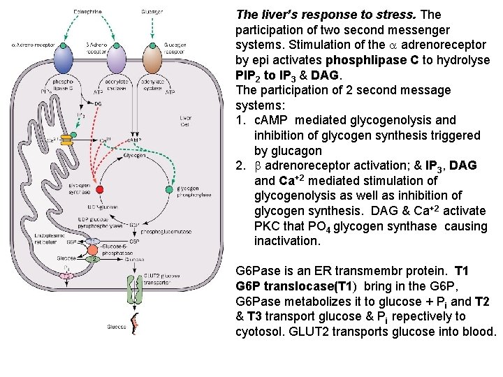 The liver’s response to stress. The participation of two second messenger systems. Stimulation of