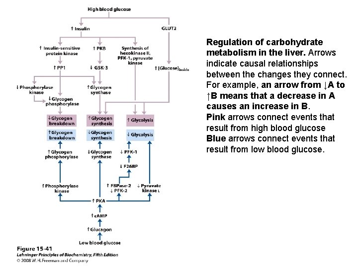 Regulation of carbohydrate metabolism in the liver. Arrows indicate causal relationships between the changes