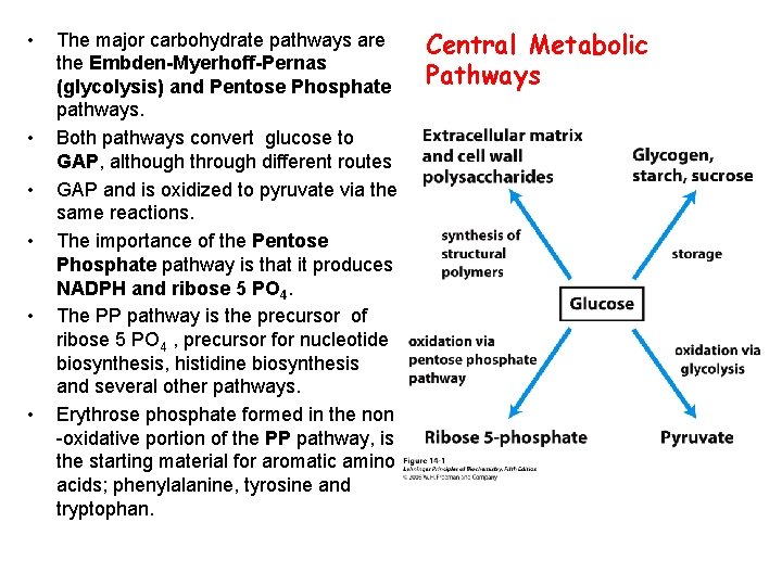  • • • The major carbohydrate pathways are the Embden-Myerhoff-Pernas (glycolysis) and Pentose