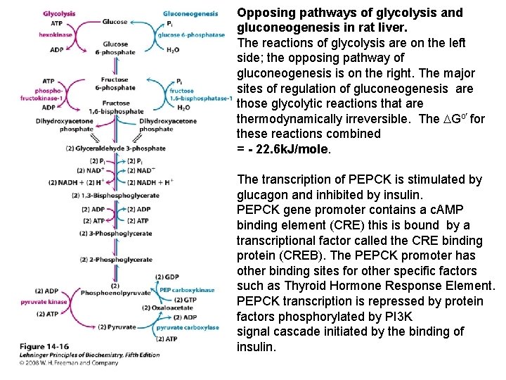 Opposing pathways of glycolysis and gluconeogenesis in rat liver. The reactions of glycolysis are