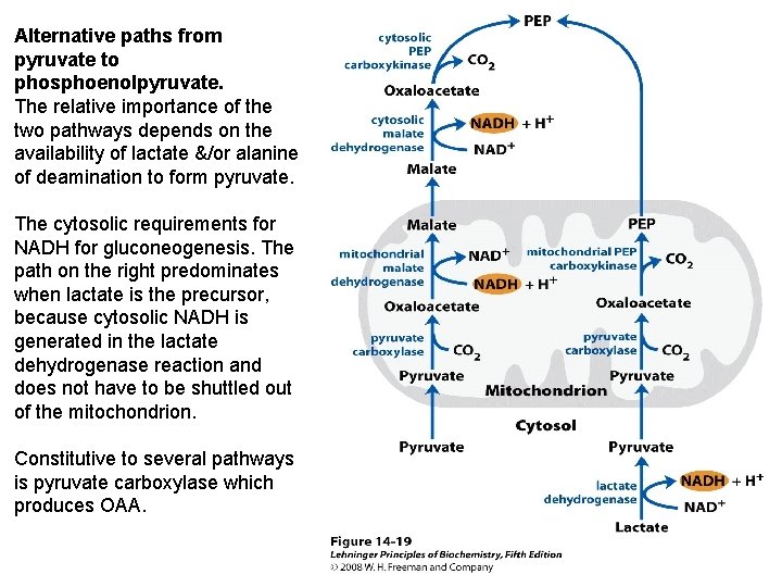 Alternative paths from pyruvate to phosphoenolpyruvate. The relative importance of the two pathways depends