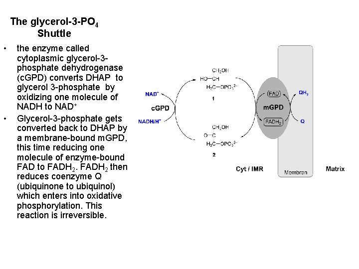 The glycerol-3 -PO 4 Shuttle • • the enzyme called cytoplasmic glycerol-3 phosphate dehydrogenase