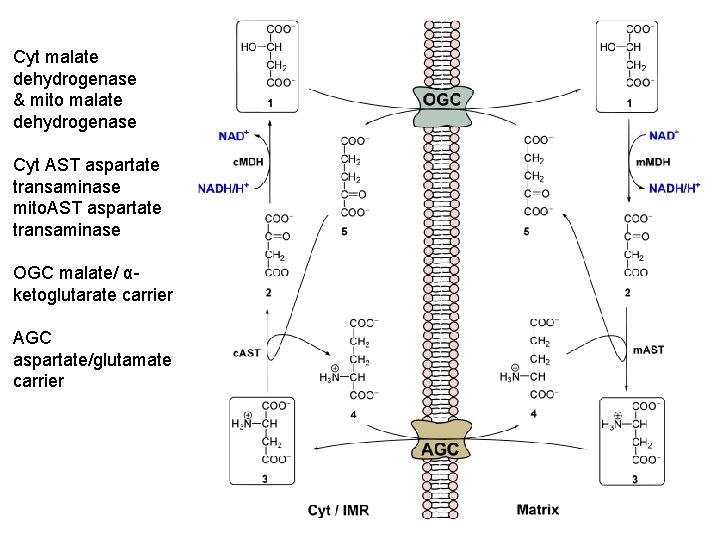 Cyt malate dehydrogenase & mito malate dehydrogenase Cyt AST aspartate transaminase mito. AST aspartate