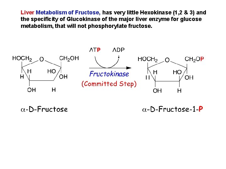 Liver Metabolism of Fructose, has very little Hexokinase (1, 2 & 3) and the