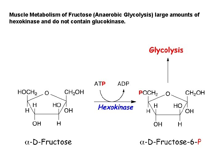 Muscle Metabolism of Fructose (Anaerobic Glycolysis) large amounts of hexokinase and do not contain