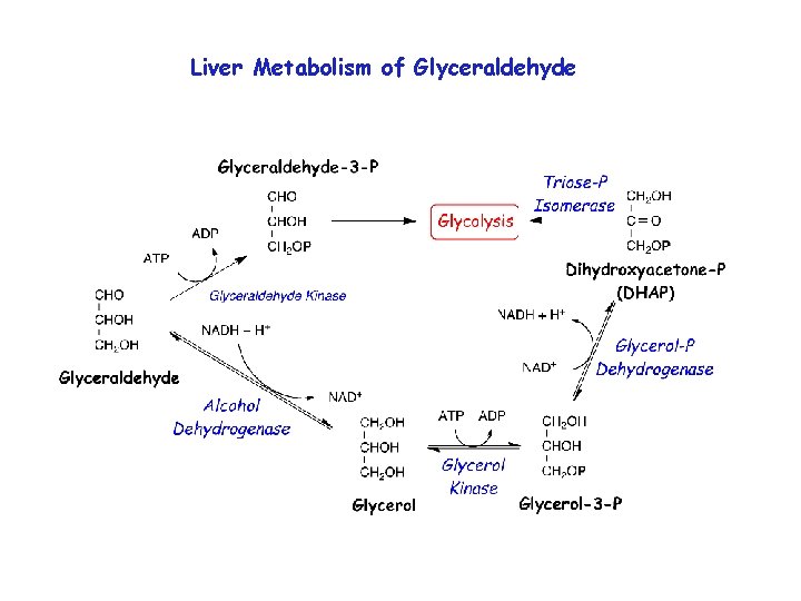 Liver Metabolism of Glyceraldehyde 