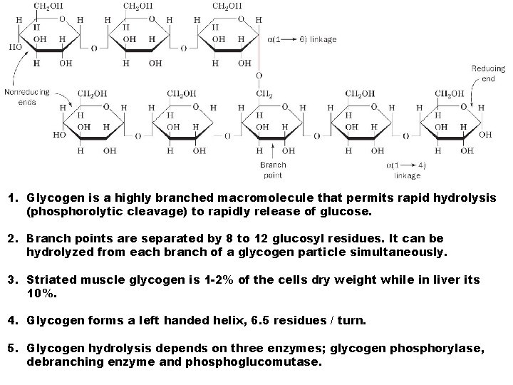 1. Glycogen is a highly branched macromolecule that permits rapid hydrolysis (phosphorolytic cleavage) to