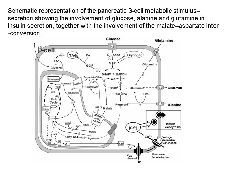 Schematic representation of the pancreatic β-cell metabolic stimulus– secretion showing the involvement of glucose,