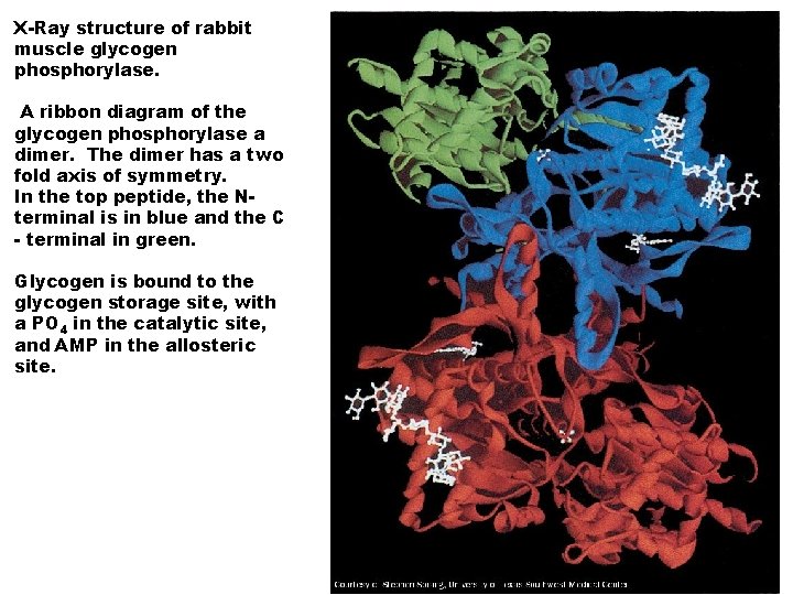 X-Ray structure of rabbit muscle glycogen phosphorylase. A ribbon diagram of the glycogen phosphorylase