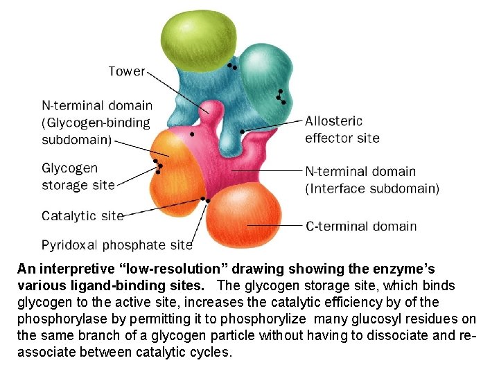 An interpretive “low-resolution” drawing showing the enzyme’s various ligand-binding sites. The glycogen storage site,