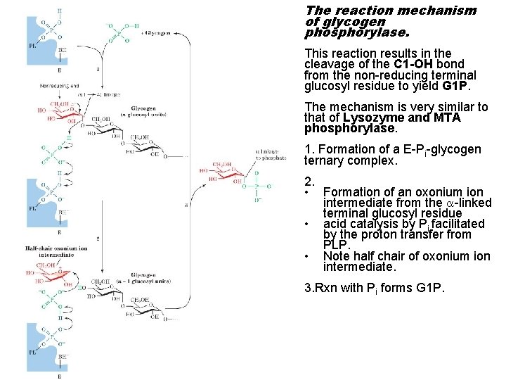 The reaction mechanism of glycogen phosphorylase. This reaction results in the cleavage of the