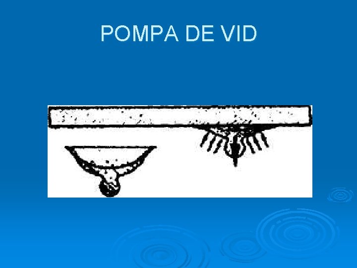 POMPA DE VID 