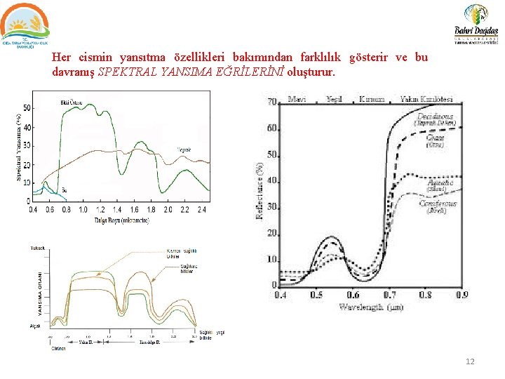 Her cismin yansıtma özellikleri bakımından farklılık gösterir ve bu davranış SPEKTRAL YANSIMA EĞRİLERİNİ oluşturur.
