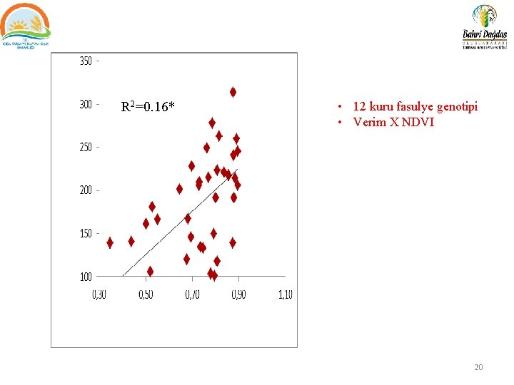 R 2=0. 16* • 12 kuru fasulye genotipi • Verim X NDVI 20 