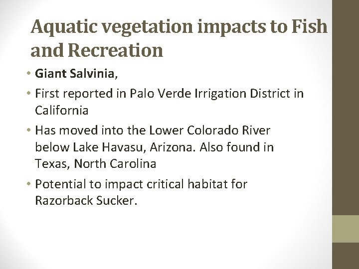 Aquatic vegetation impacts to Fish and Recreation • Giant Salvinia, • First reported in
