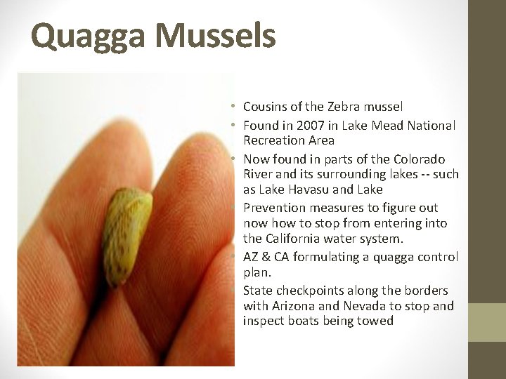 Quagga Mussels • Cousins of the Zebra mussel • Found in 2007 in Lake