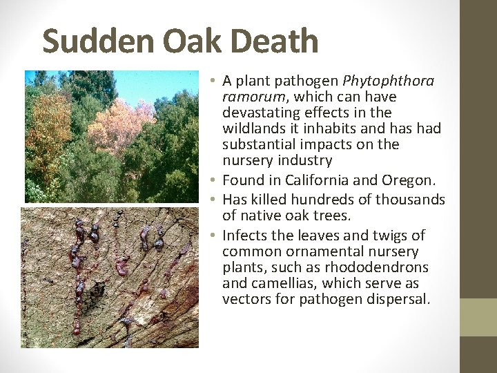 Sudden Oak Death • A plant pathogen Phytophthora ramorum, which can have devastating effects