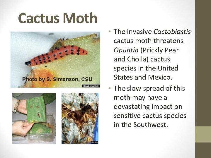 Cactus Moth • . Photo by S. Simonson, CSU • The invasive Cactoblastis cactus