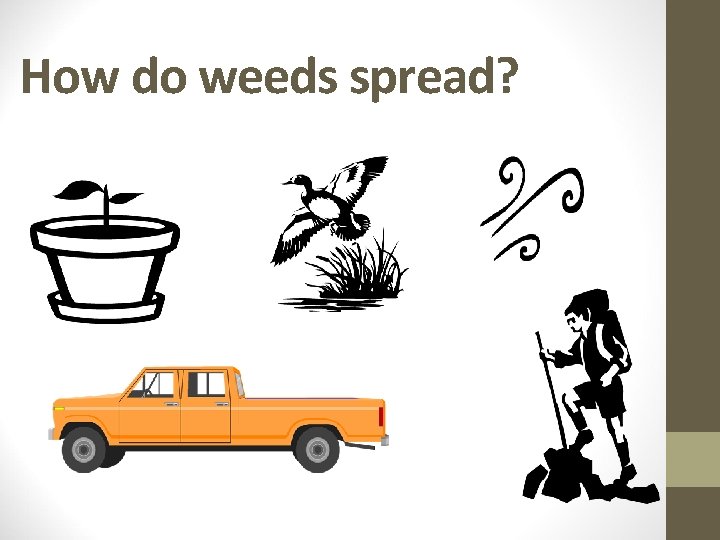 How do weeds spread? 