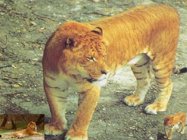 Ejemplos de especiación § § Ligre (cruce entre león y tigresa). Tigrón (cruce entre