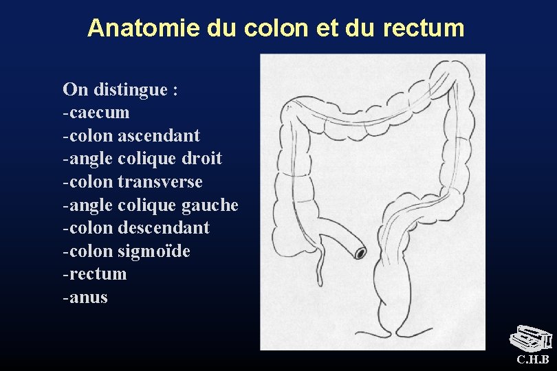 Anatomie du colon et du rectum On distingue : -caecum -colon ascendant -angle colique