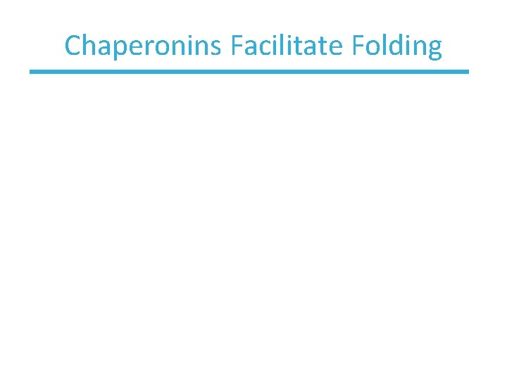 Chaperonins Facilitate Folding 