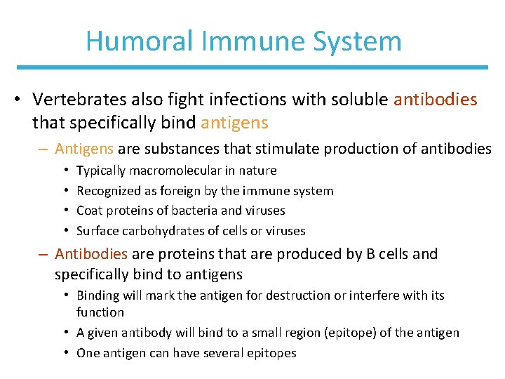 Humoral Immune System • Vertebrates also fight infections with soluble antibodies that specifically bind