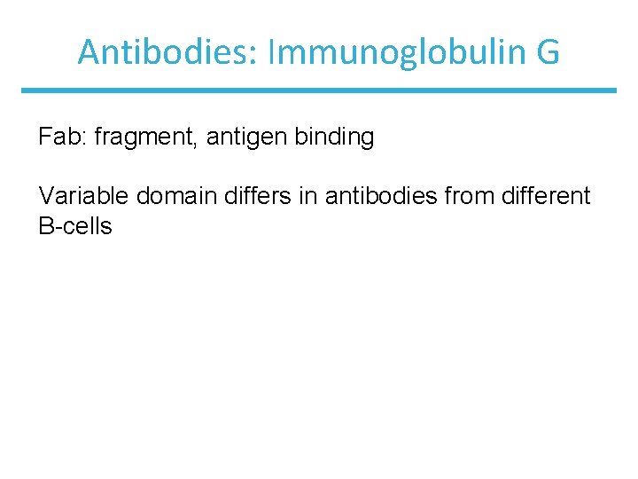 Antibodies: Immunoglobulin G Fab: fragment, antigen binding Variable domain differs in antibodies from different