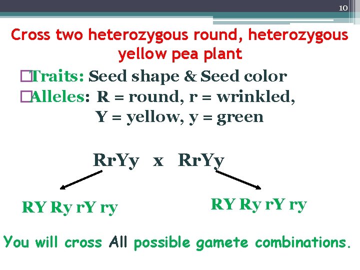 10 Cross two heterozygous round, heterozygous yellow pea plant �Traits: Seed shape & Seed