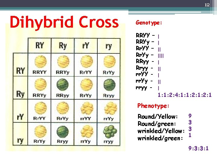12 Dihybrid Cross Genotype: RRYY – RRYy – Rr. YY – Rr. Yy –