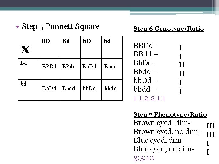  • Step 5 Punnett Square x Bd bd Step 6 Genotype/Ratio BD Bd
