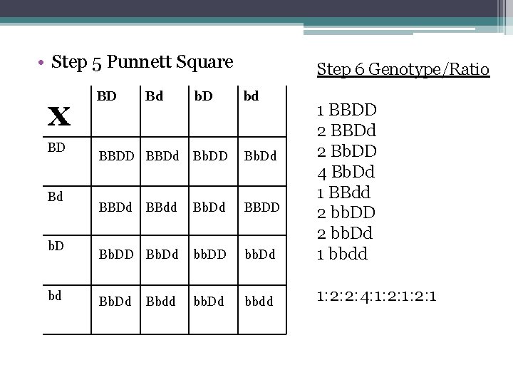  • Step 5 Punnett Square x BD Bd b. D bd BD Bd