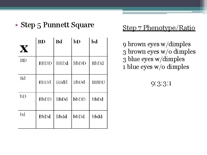  • Step 5 Punnett Square Step 7 Phenotype/Ratio 9 brown eyes w/dimples 3