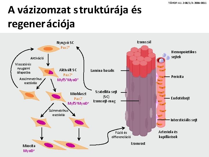 A vázizomzat s truktúrája és regenerációja Izomszál Nyugvó SC Pax 7+ Hemopoietikus sejtek Aktiváció