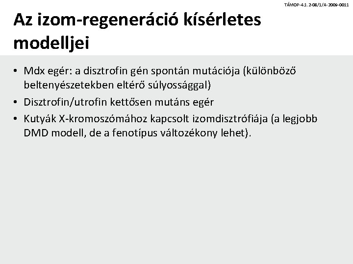 Az izom-regeneráció kísérletes modelljei TÁMOP-4. 1. 2 -08/1/A-2009 -0011 • Mdx egér: a disztrofin