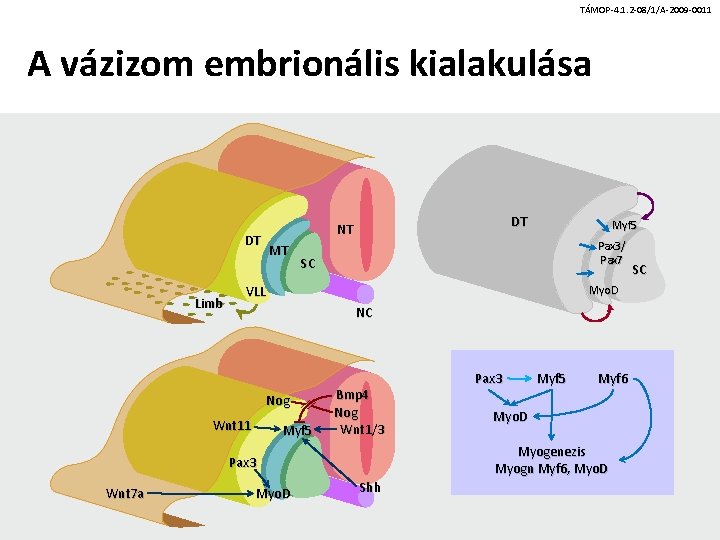 TÁMOP-4. 1. 2 -08/1/A-2009 -0011 A vázizom embrionális kialakulása DT Limb DT NT MT